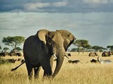 Explore Tanzania Safari